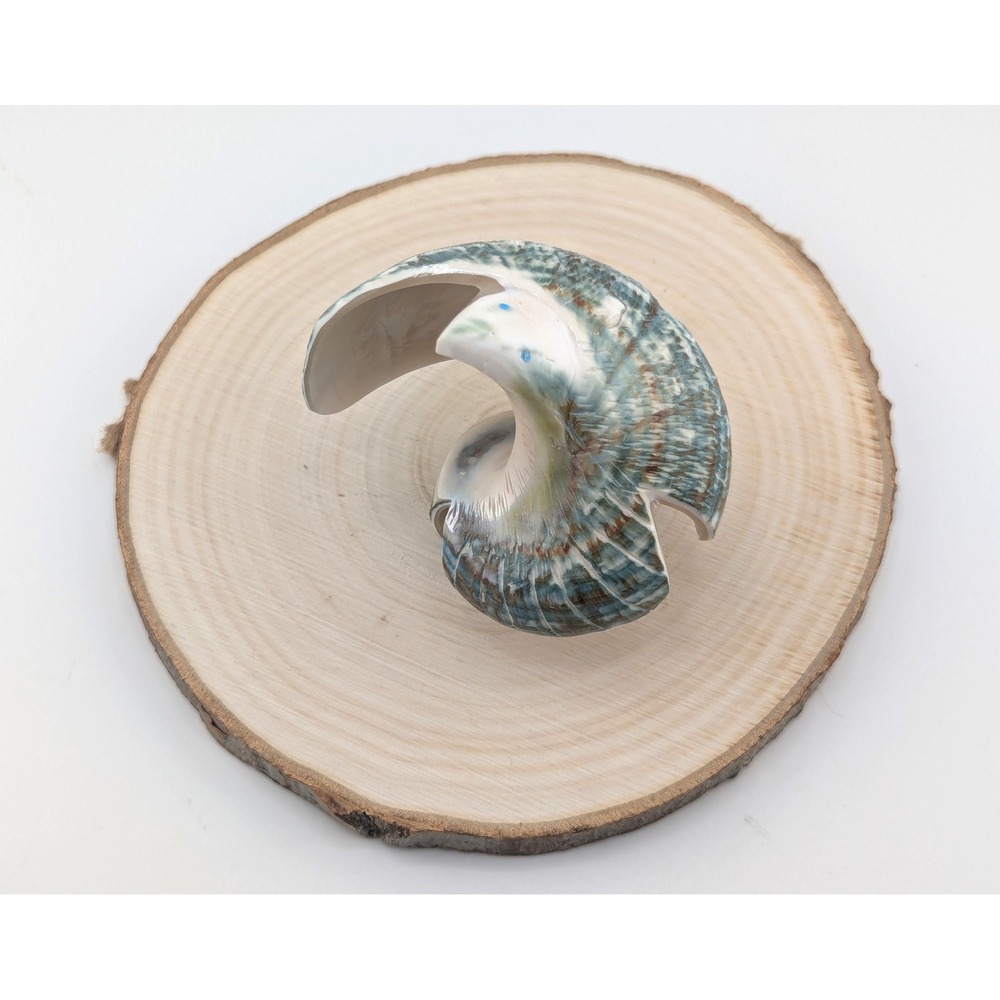 Zuni Animal Fetish - Green Snail‎ Shell Signed Native American Spirit Animal - Picture 6 of 9